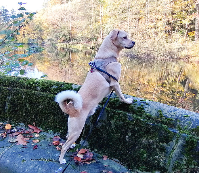 Perspektiere-Hundeerziehungsberatung-kundenstimme4